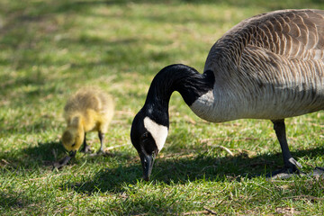 Adult Canada Goose and gosling eating in a park along the St. Lawrence River in Canada