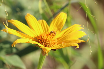 yellow daisy flower