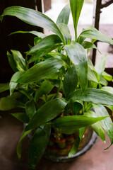 fresh basil in a pot