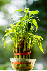 green plant in a pot , Bokeh effect, Bamboo Plant, Home Plant 
