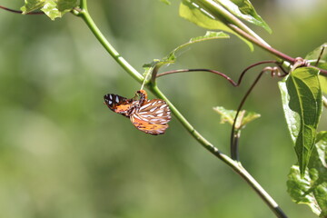 butterfly on a flower