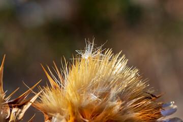 close-up of some dried thistle flowers at sunset