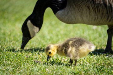 Adult Canada Goose and gosling eating in a park along the St. Lawrence River in Canada