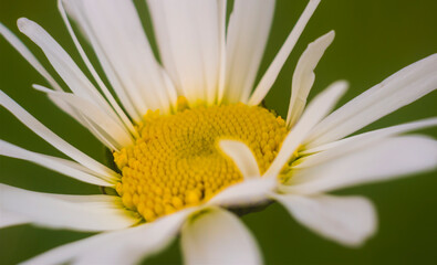 Leucanthemum vulgare, ox-eye daisy, oxeye daisy, dog daisy, flower, white petals, yellow stamens, nature, plant, macro, closeup, beauty