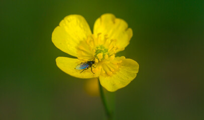 Wild yellow flowers with black fly sitting on it, Ranunculus repens, the creeping buttercup, closeup, macro