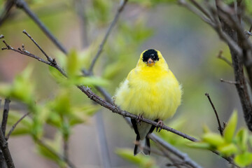 Male American Goldfinch perched in a tree in a park
