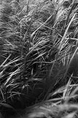 close up of grass black and white
