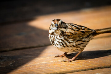 Song Sparrow foraging for seeds in a backyard garden