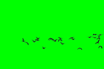 Group of birds with isolated sky