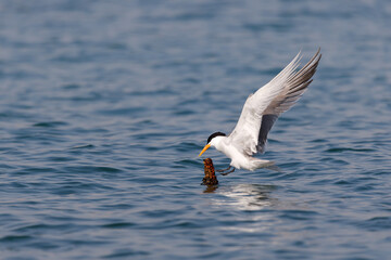 a photo of a lesser crested tern with stretched out wings and about to land on a small perch on water. lesser crested tern with blue background. 
