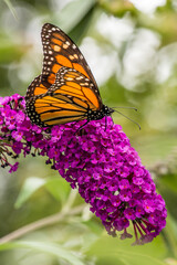 Monarch butterfly on purple butterfly bush