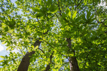 The Sweet chestnut (Castanea sativa) tree seen upwards