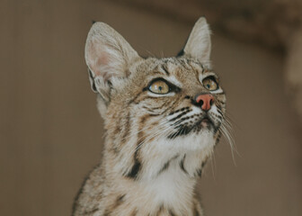 Lince, animal silvestre