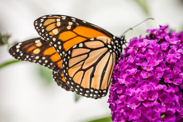 Monarch butterfly on purple butterfly bush