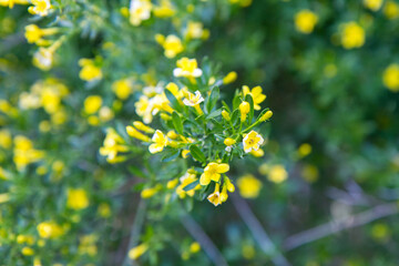 Jasminum beesianum plant blooming in close up