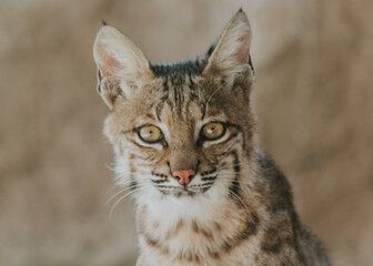 Lince 