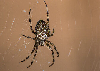 orb weaver spider on web