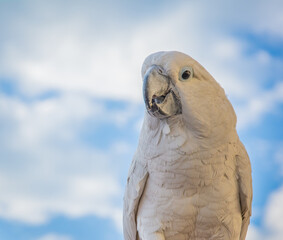 Portrait of a Sulfur-Crested Cockatoo (Cacatua galerita) with blue sky background, front, close-up