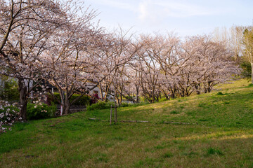 大阪豊中・島熊山緑地の桜の咲く頃の夕暮れの風景