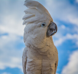 Portrait of a Sulfur-Crested Cockatoo (Cacatua galerita) with blue sky background, front, close-up