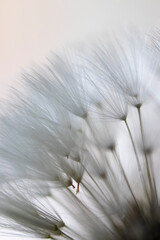 Abstract macro photo, White dandelion with drops of water