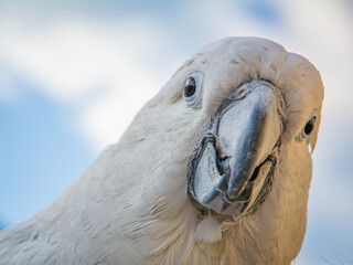 Portrait of a Sulfur-Crested Cockatoo (Cacatua galerita) with blue sky background, front, close-up