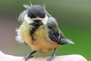 Young great tit (Parus major)