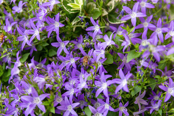Api su piccoli fiori viola