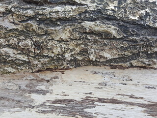 texture, stone, wall, tree, old, bark, rock, wood, pattern, nature, rough, textured, abstract, backgrounds, brown, surface, material, brick, gray, natural, concrete, grey, construction