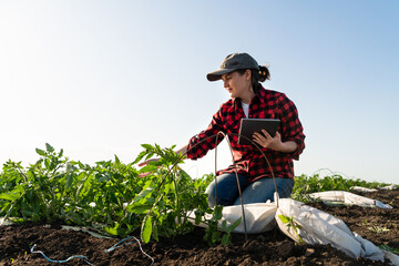 Fototapeta A woman farmer with digital tablet on a potato field. Smart farming and digital transformation in agriculture. obraz