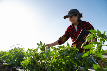 A woman farmer with digital tablet on a potato field. Smart farming and digital transformation in...