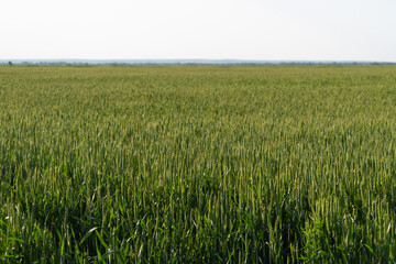 Agricultural field of green wheat 
