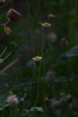 Tridax procumbens, commonly known as coatbuttons or tridax daisy, is a species of flowering plant in the daisy family. It is best known as a widespread weed and pest plant. 