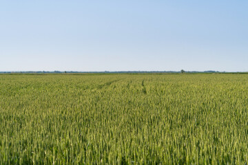 Agricultural field of green wheat 