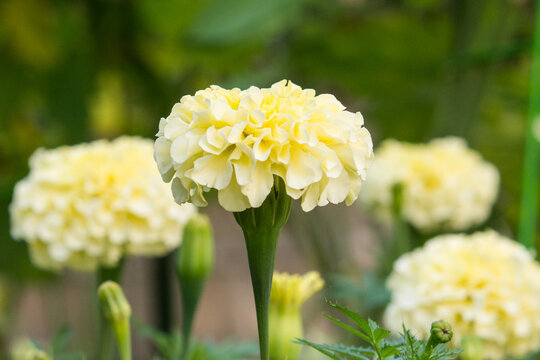 Vanilla Buttercream Marigold In Backyard Garden