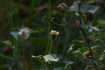 Tridax procumbens, commonly known as coatbuttons or tridax daisy, is a species of flowering plant in the daisy family. It is best known as a widespread weed and pest plant. 