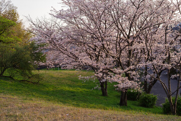 大阪豊中・島熊山緑地の夕暮れに咲く桜の風景
