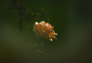 Cream rose, beige, flower on dark green background, bokeh, macro
