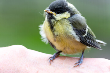 Young great tit (Parus major)