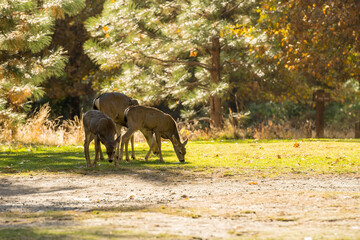 Deer with her young fawns walk quietly in Yosemite National Park, California, USA.
