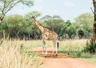 Single Giraffe in Uganda