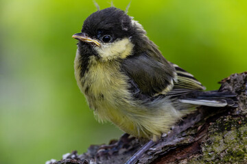 Young great tit (Parus major)