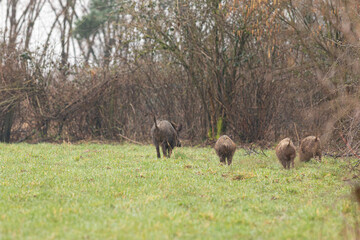 Wildschwein-Bache mit Frischlingen auf einer Wiese
