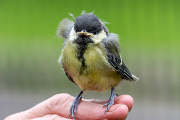 Young great tit (Parus major)