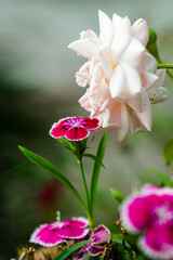 pink rose in the garden