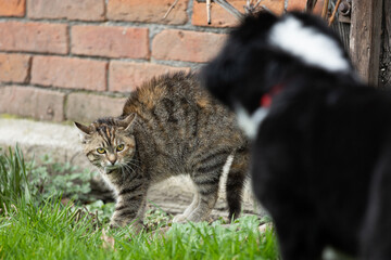 Katze fühlt sich von Hund bedroht