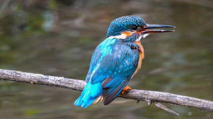 Eisvogel auf Baumstamm