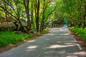 Road in the forest