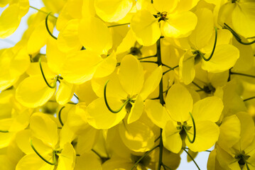 Golden shower. Yellow flowers blooming in the summer.