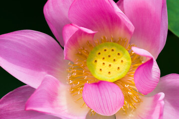 Beautiful lotus flower in the garden